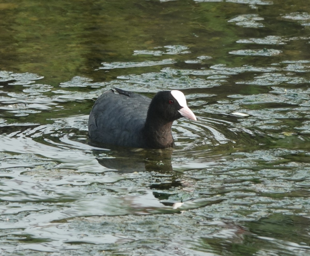 Eurasian Coot - ML638473988