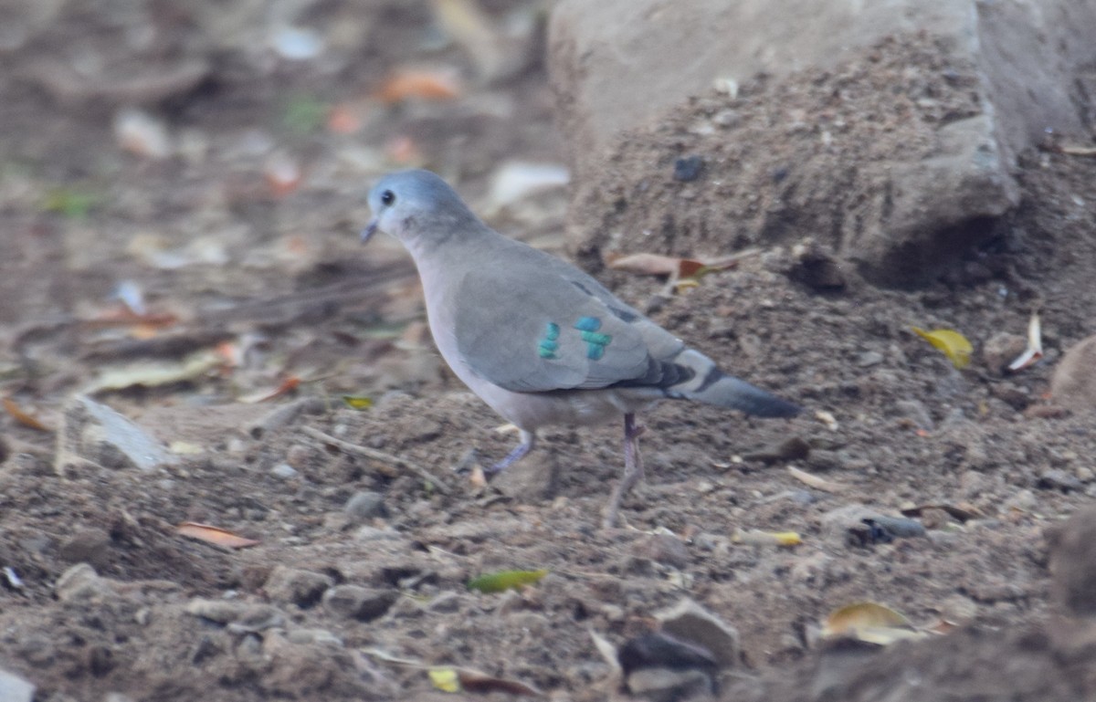 Emerald-spotted Wood-Dove - ML638474018