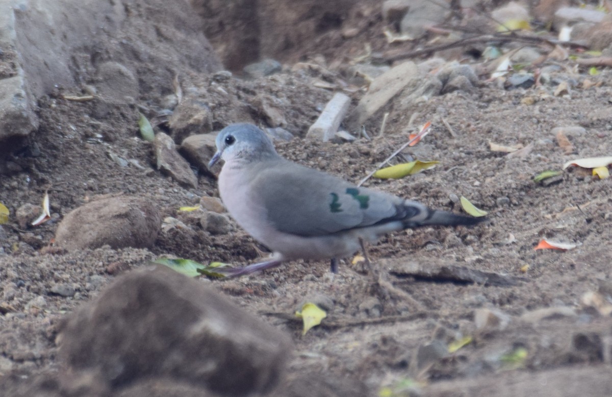 Emerald-spotted Wood-Dove - ML638474019