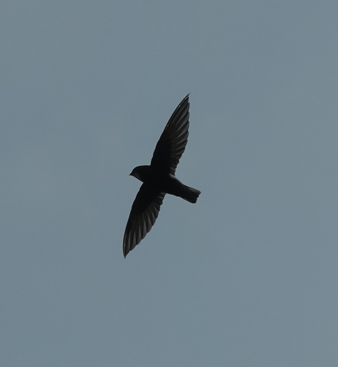 Little Swift - ML638474028