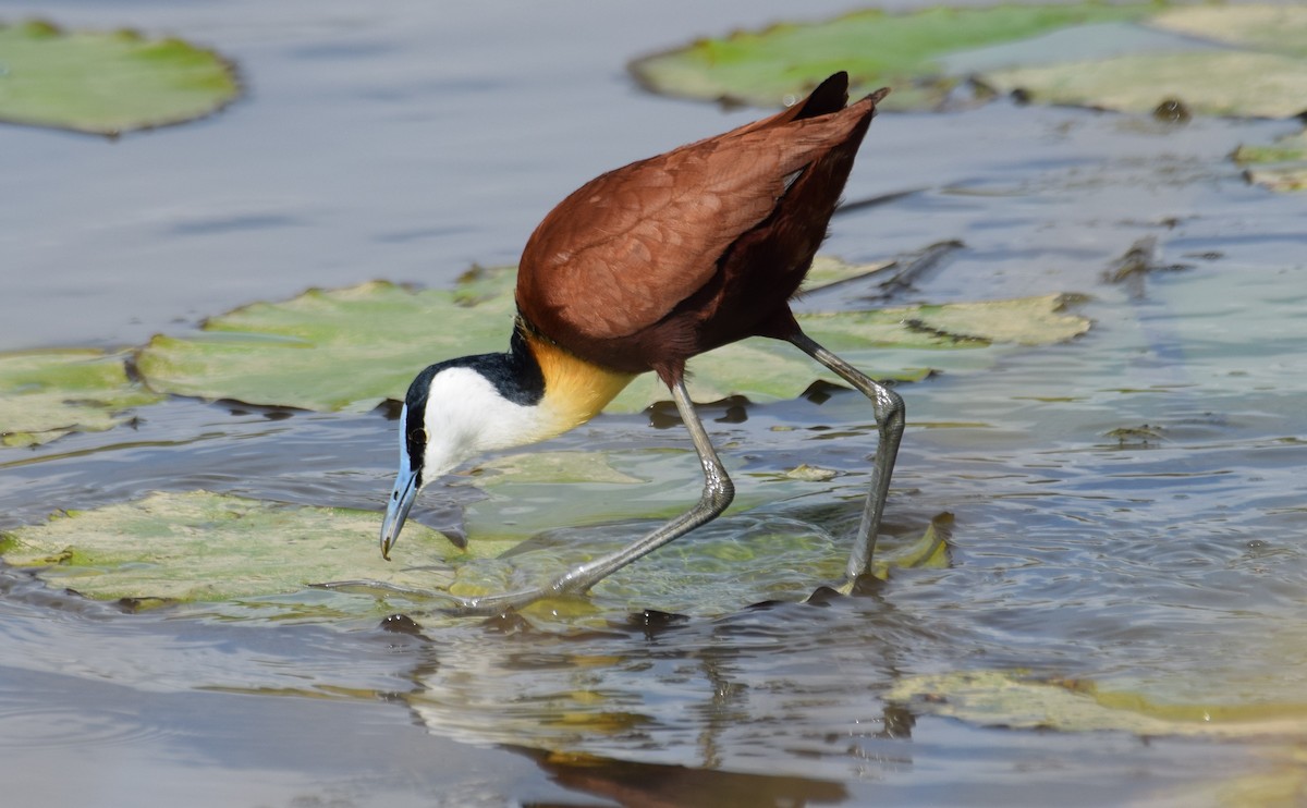Blaustirn-Blatthühnchen - ML638474071