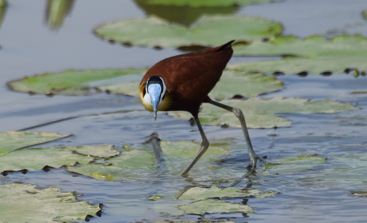 Blaustirn-Blatthühnchen - ML638474072