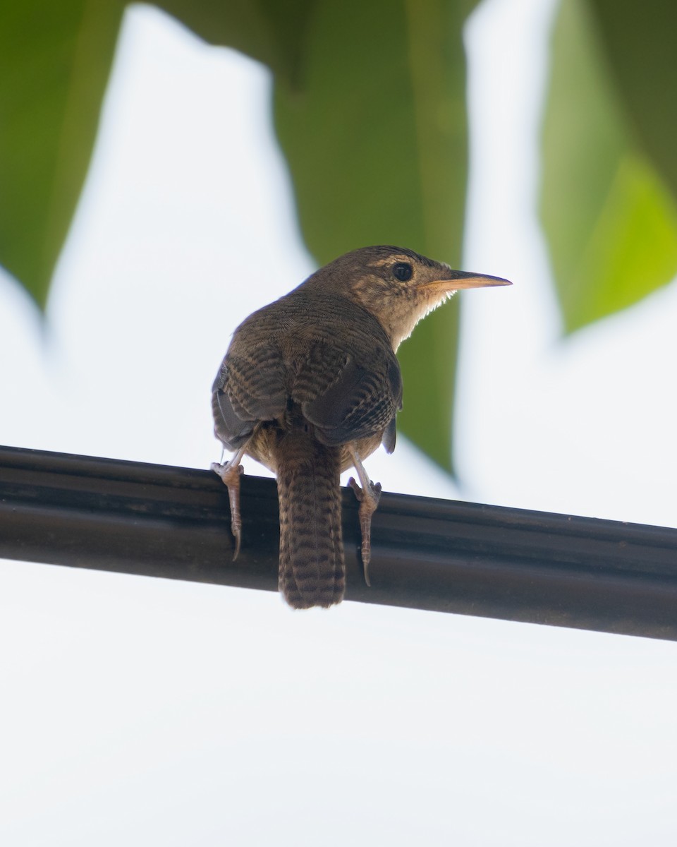 Southern House Wren - ML638474077