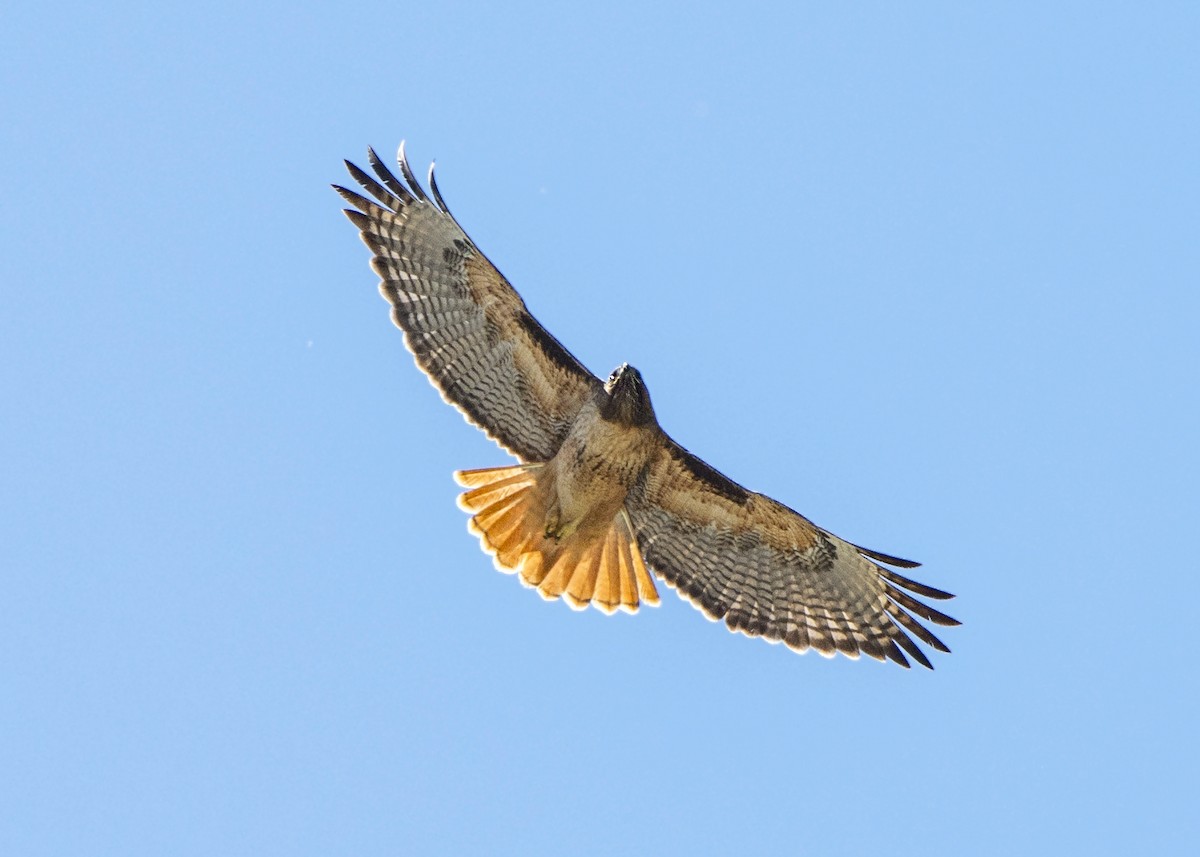 Rotschwanzbussard - ML638474078
