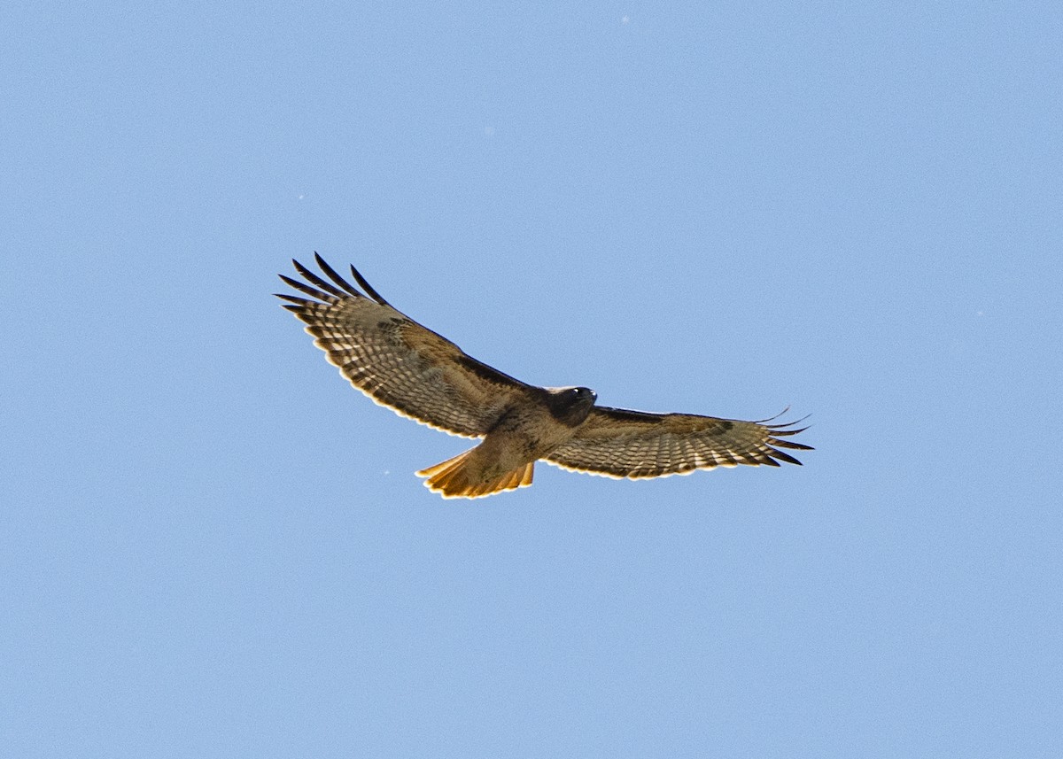 Rotschwanzbussard - ML638474079