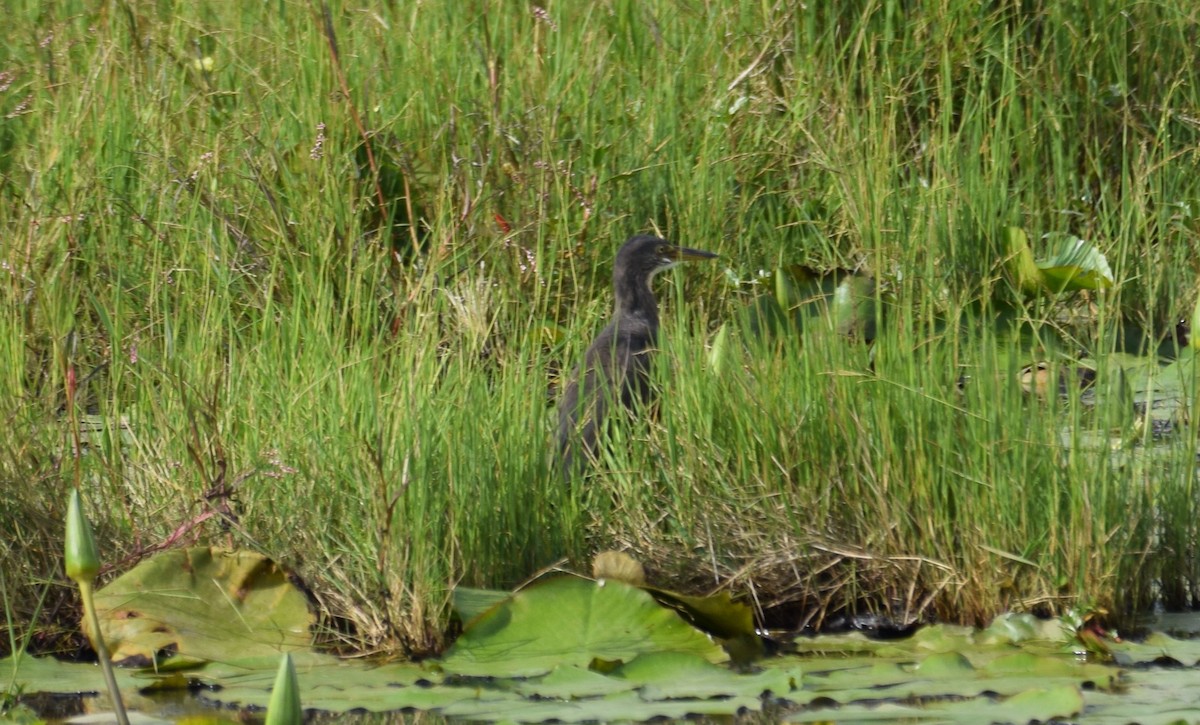 Rufous-bellied Heron - ML638474089