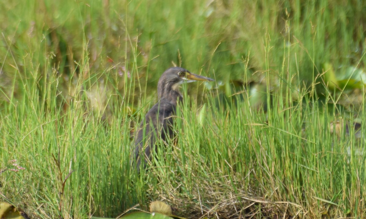 Rufous-bellied Heron - ML638474090