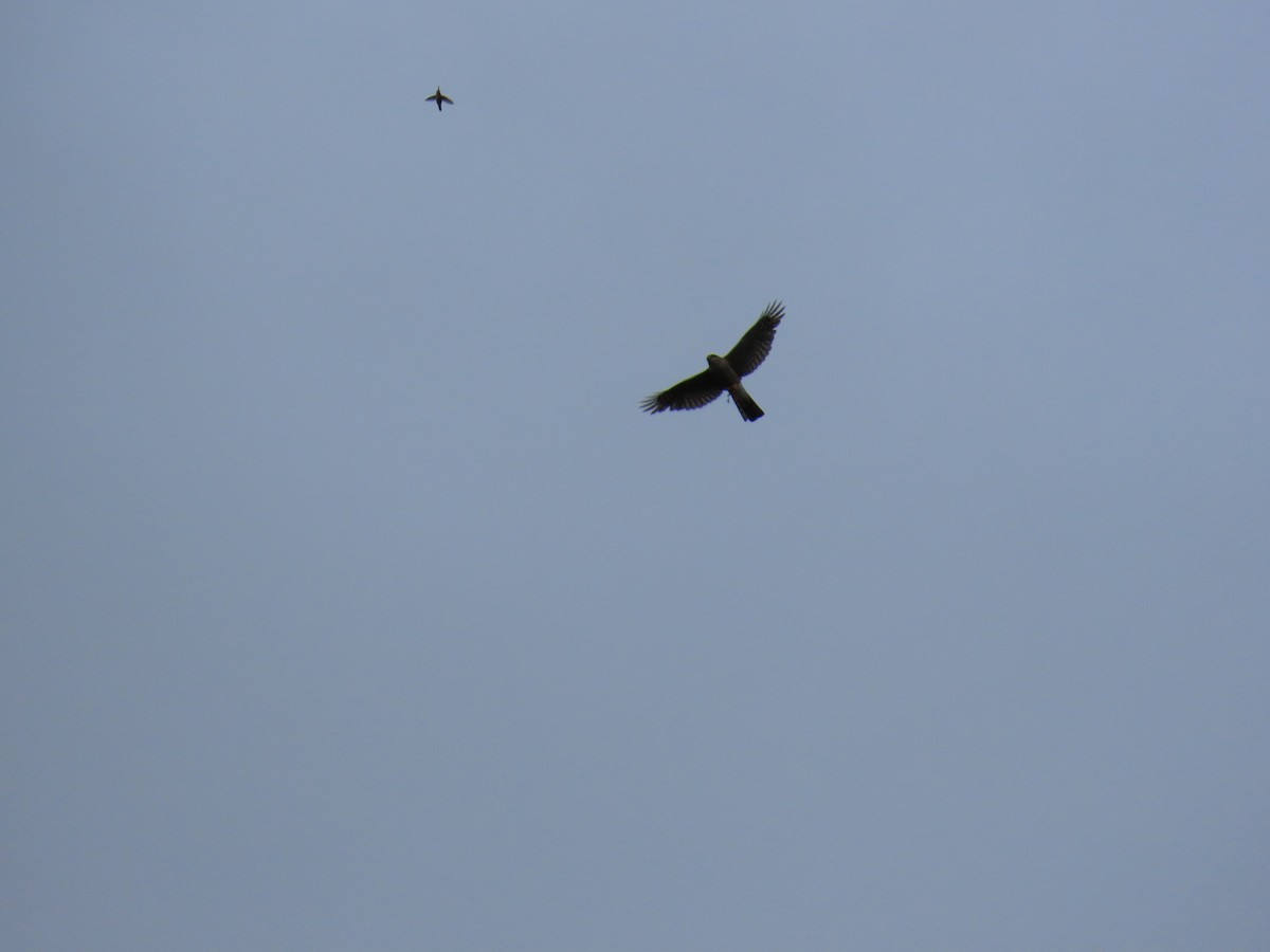 Sharp-shinned Hawk - ML638474096