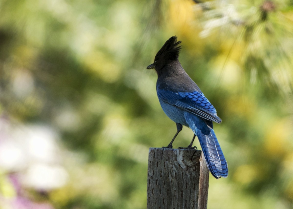 Steller's Jay - ML638474100
