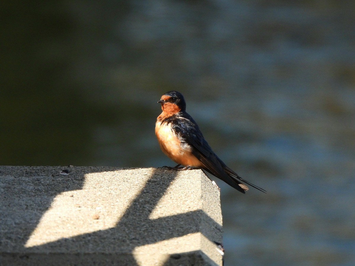 Hirondelle rustique - ML638474102