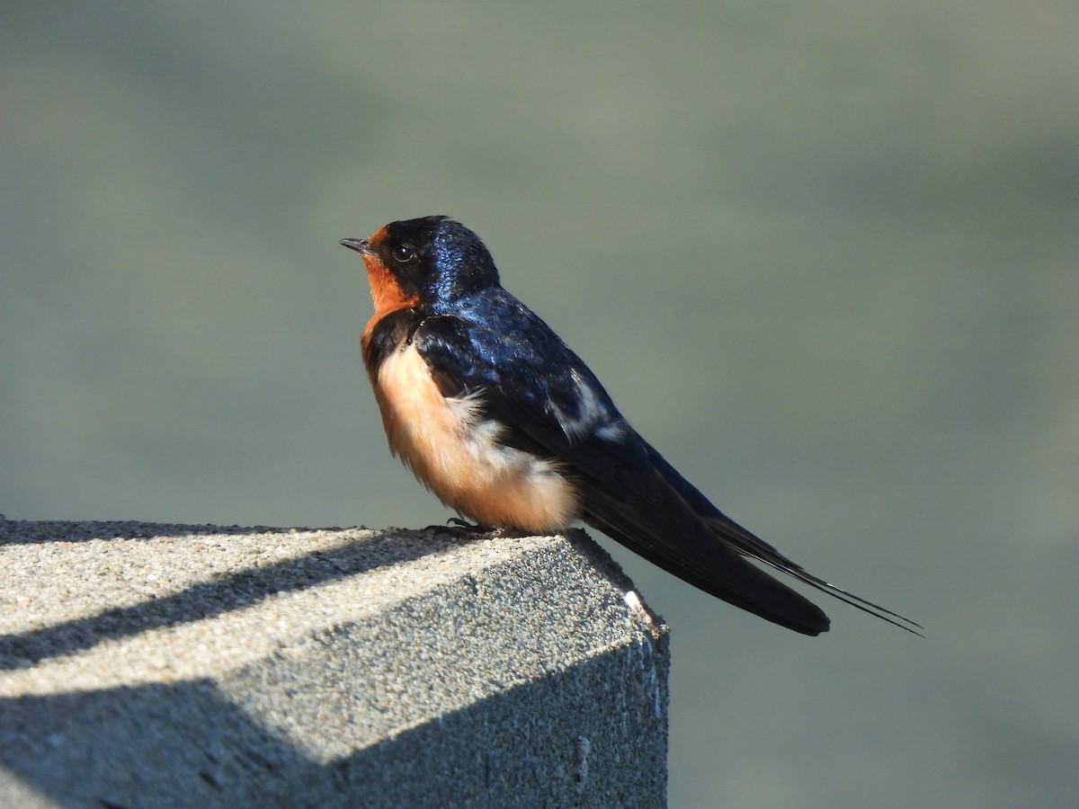 Hirondelle rustique - ML638474104