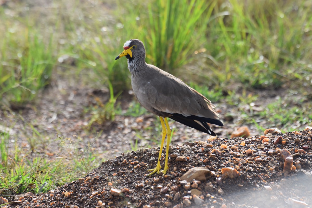 Wattled Lapwing - ML638474107
