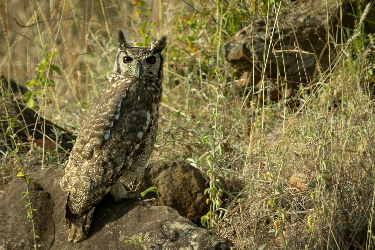 Grand-duc du Sahel - ML638474113