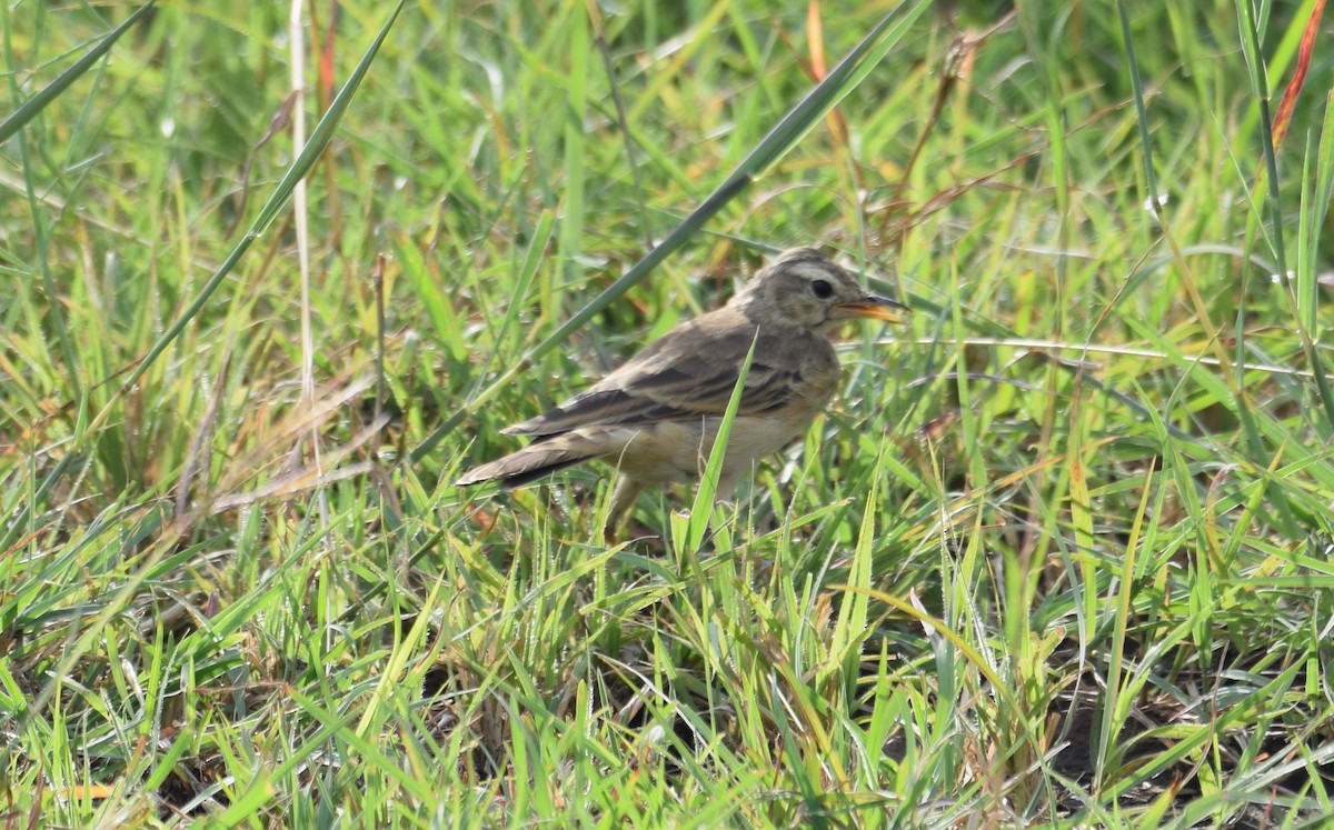 Pipit à dos uni - ML638474116