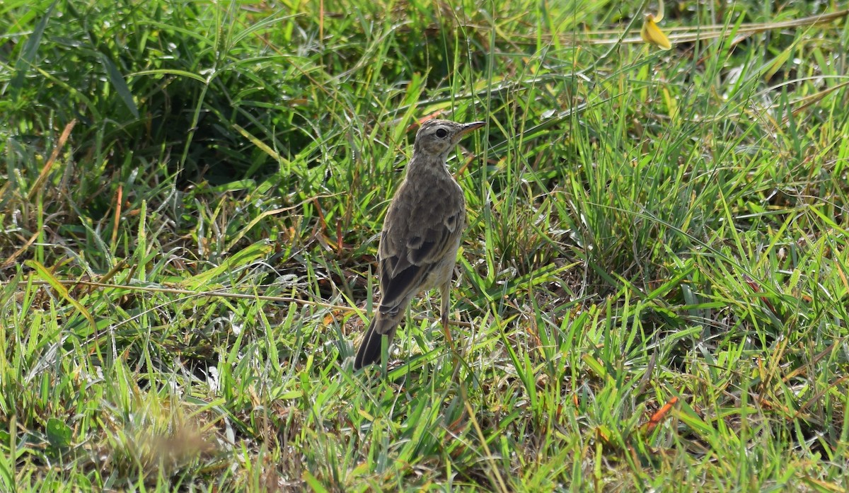 Pipit à dos uni - ML638474117