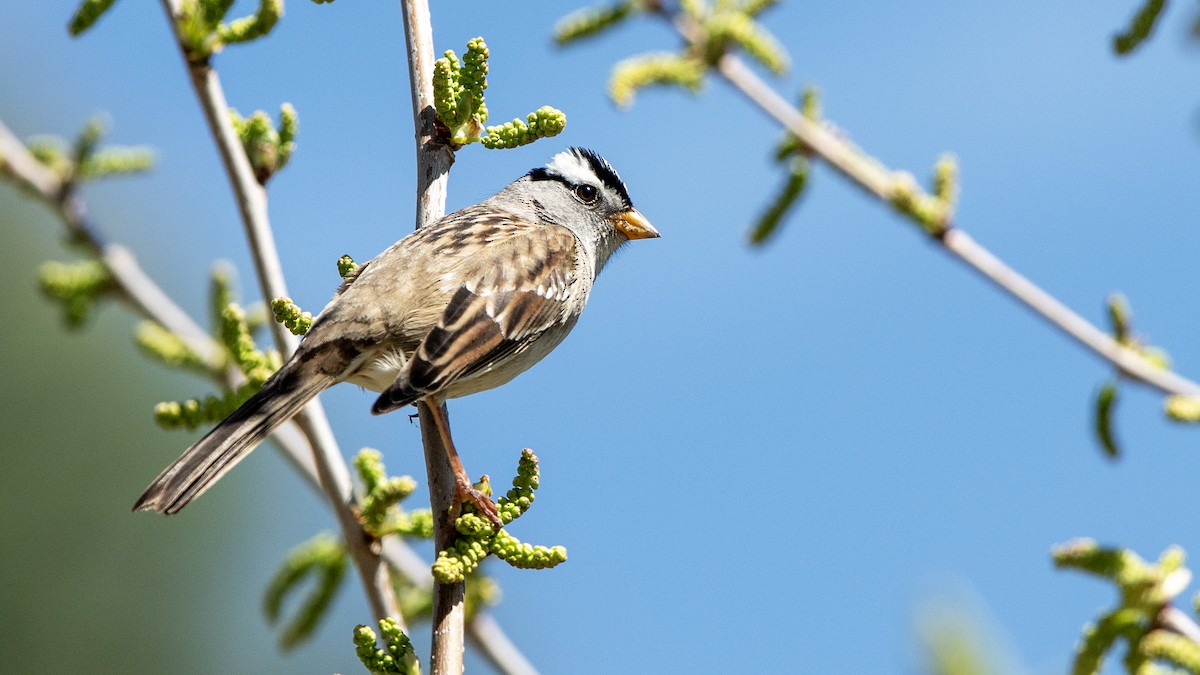Bruant à couronne blanche - ML638474126