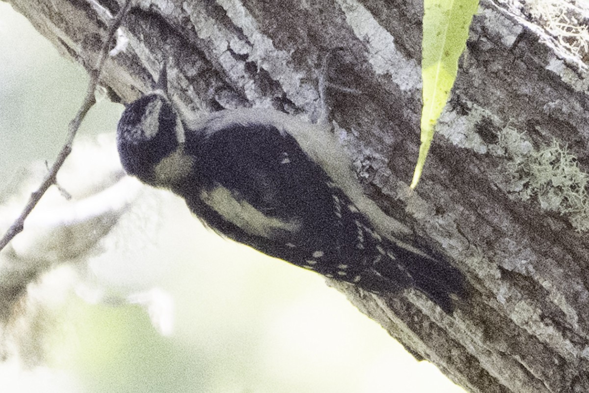 Downy Woodpecker - ML638474181