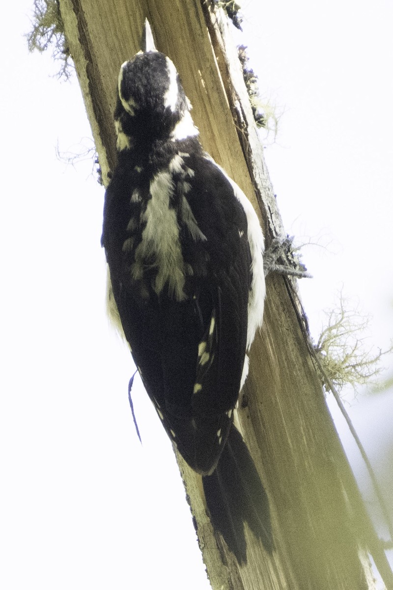 Downy Woodpecker - ML638474199