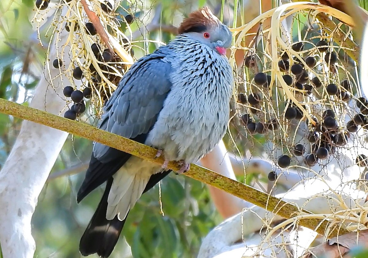 Topknot Pigeon - ML638474223