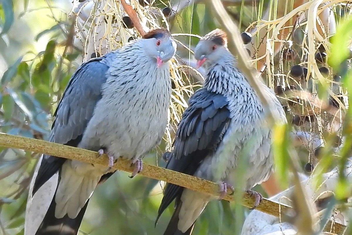 Topknot Pigeon - ML638474230