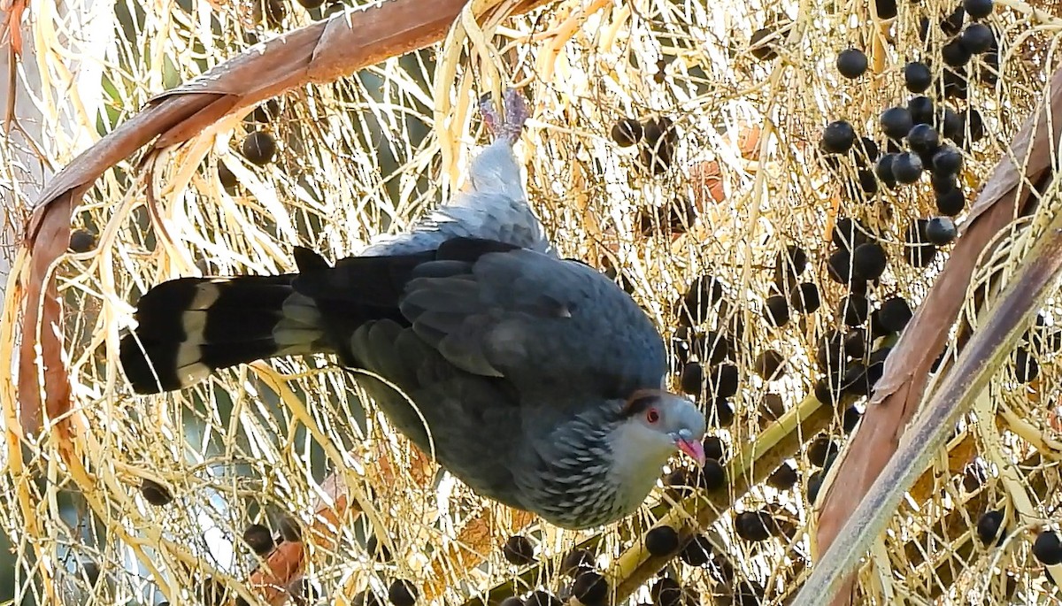 Topknot Pigeon - ML638474232