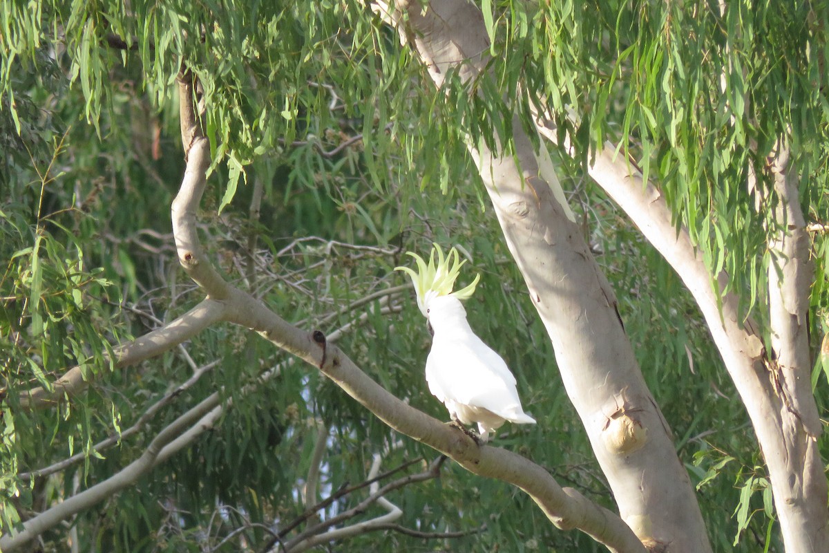 Cacatúa Galerita - ML638474270