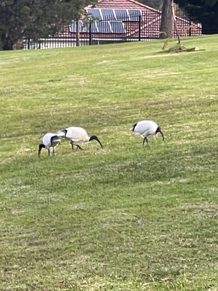 Ibis Moluqueño - ML638474281
