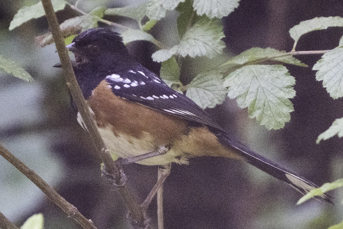 Toquí Moteado - ML638474288