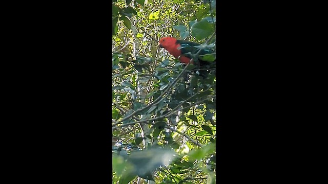 Australian King-Parrot - ML638474291