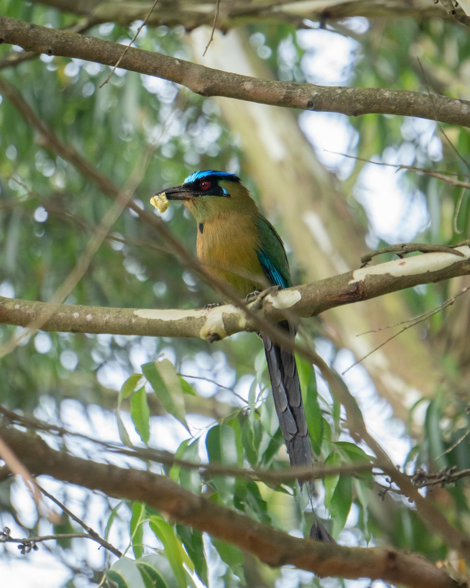 bergmotmot - ML638474327