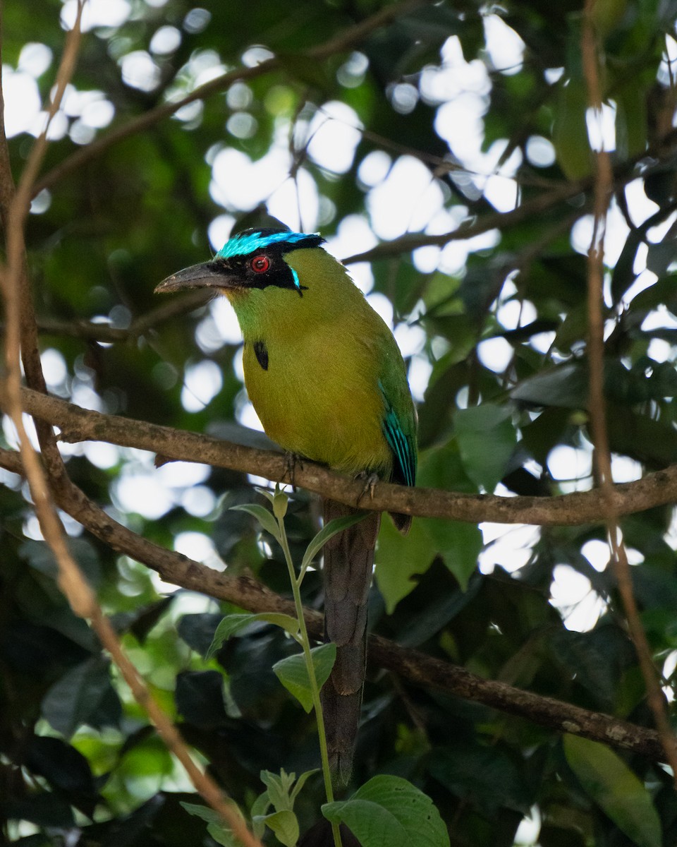 bergmotmot - ML638474331