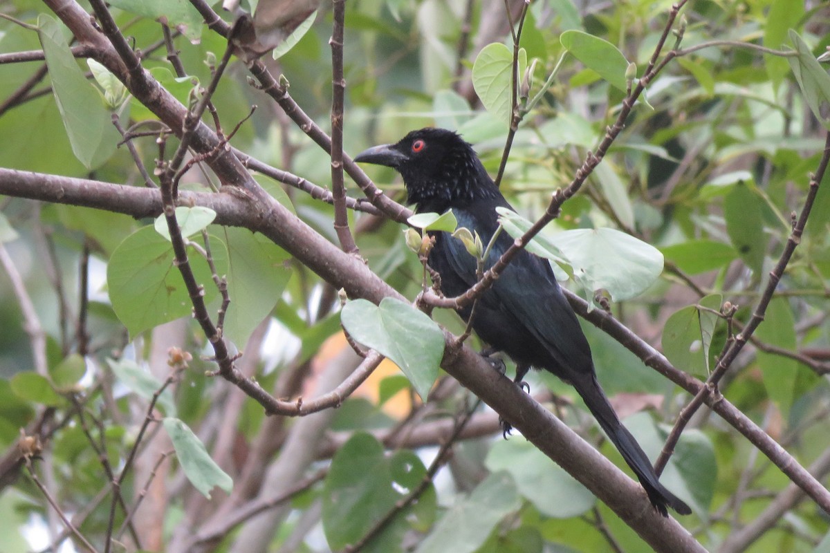brokadedrongo - ML638474345