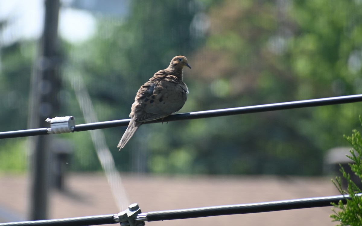 ナゲキバト - ML638474378