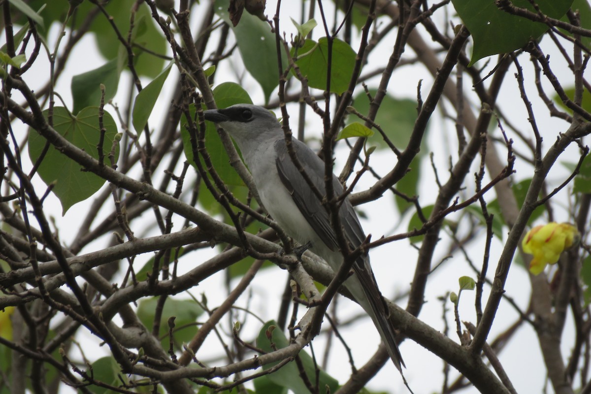 White-bellied Cuckooshrike - ML638474385
