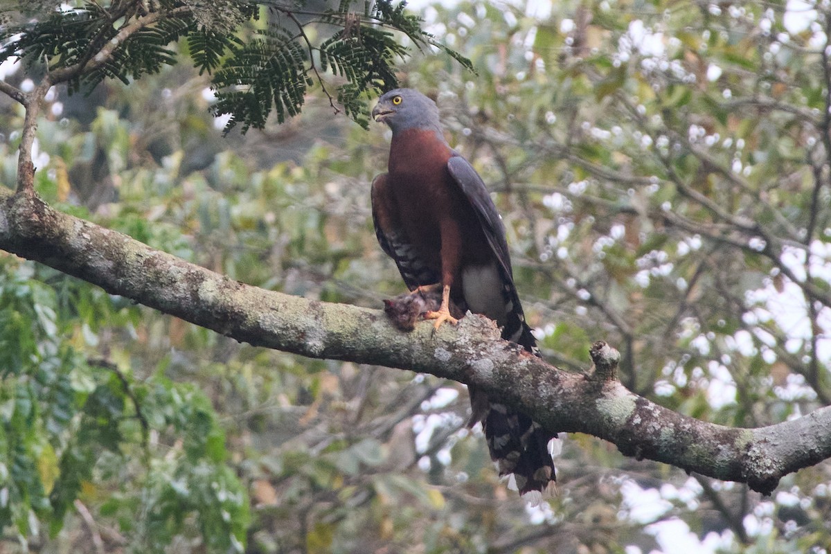 Long-tailed Hawk - ML638474399
