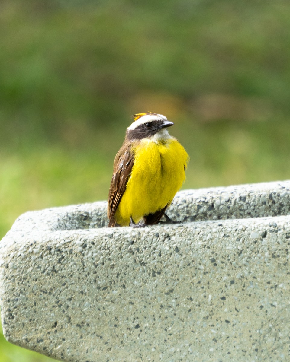 Rusty-margined Flycatcher - ML638474432