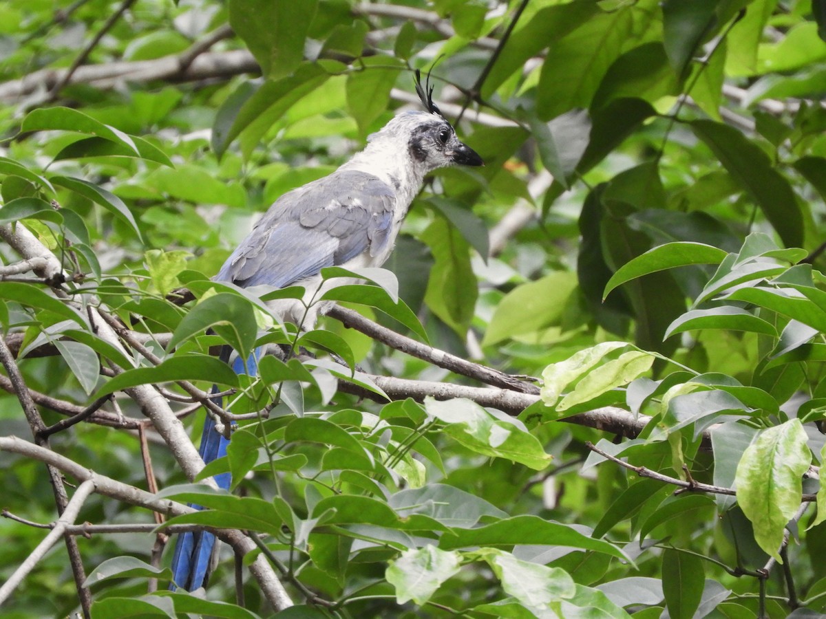 White-throated Magpie-Jay - ML638474471