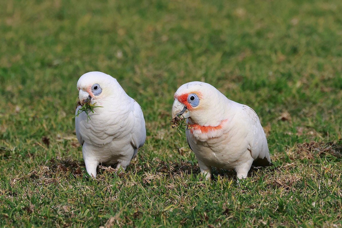 Little Corella - ML638474503