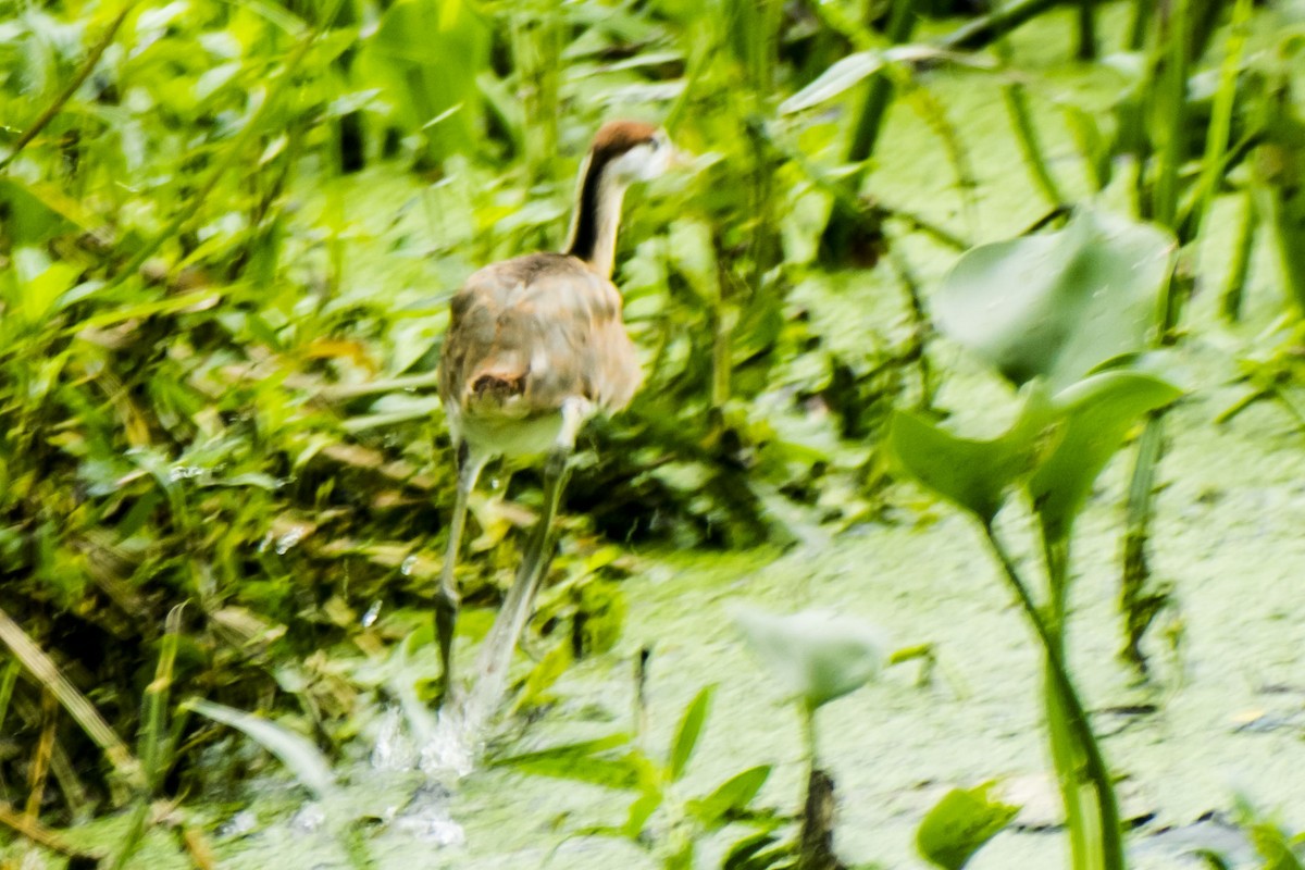 Bronze-winged Jacana - ML638474510