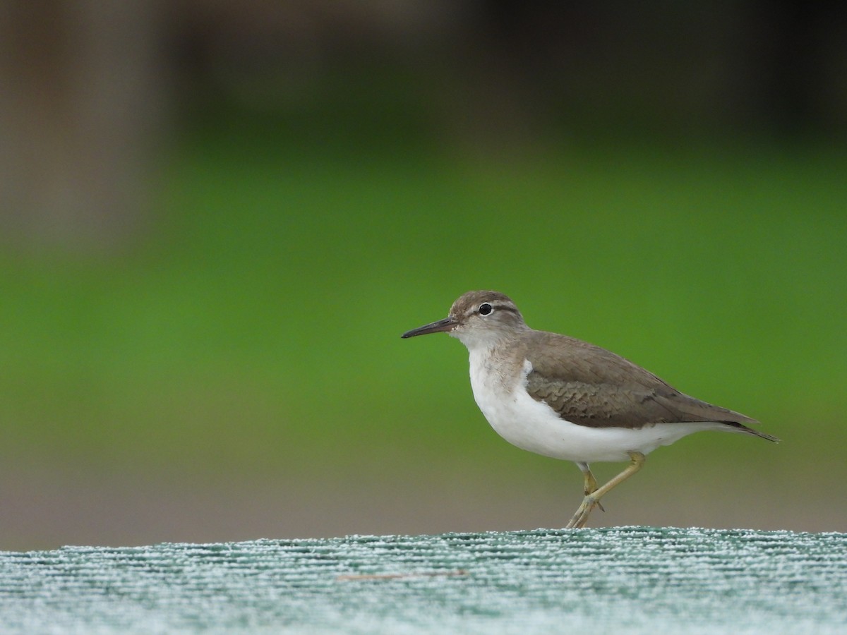 Spotted Sandpiper - ML638474553