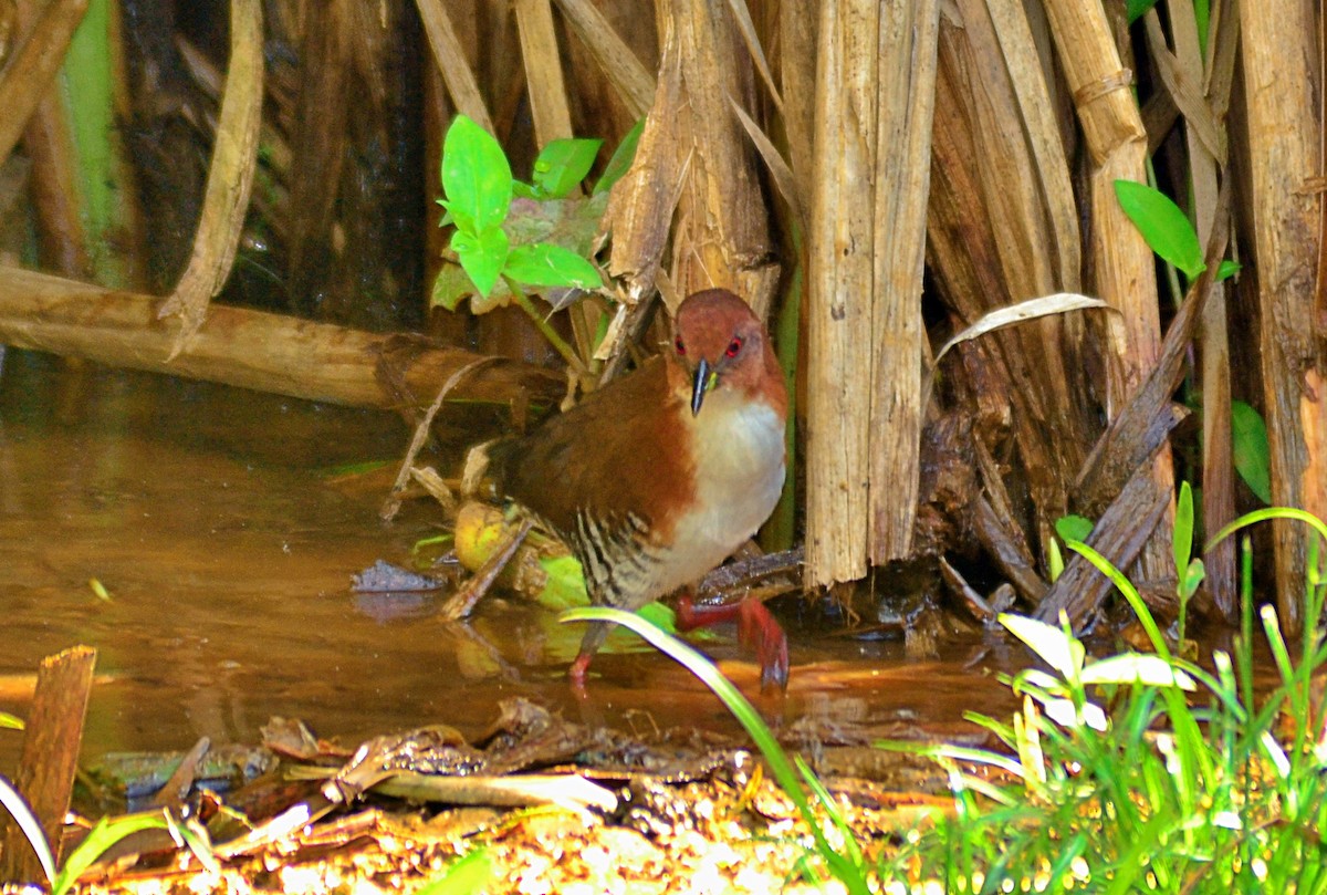 Red-and-white Crake - ML638474557