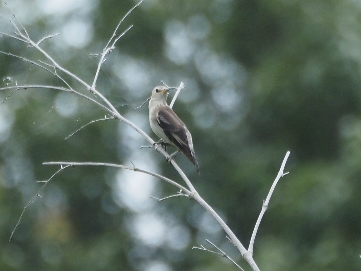 Chestnut-cheeked Starling - ML638474569