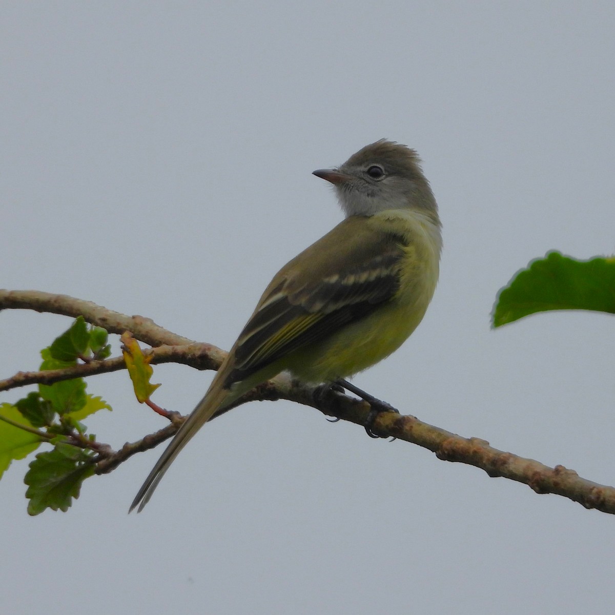 Yellow-bellied Elaenia - ML638474576