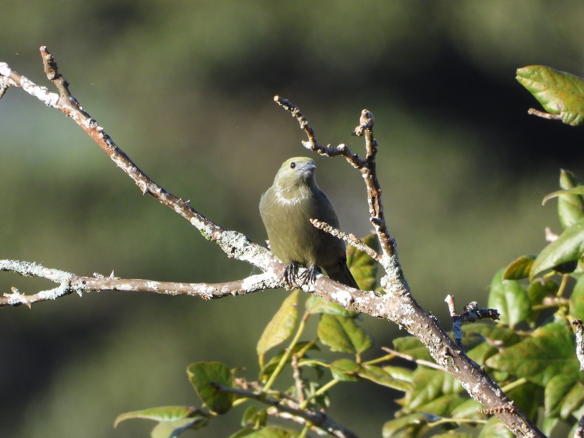 Palm Tanager - ML638474586