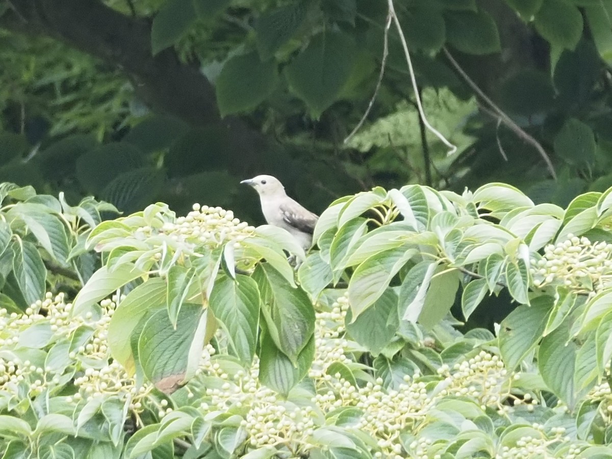Chestnut-cheeked Starling - ML638474588