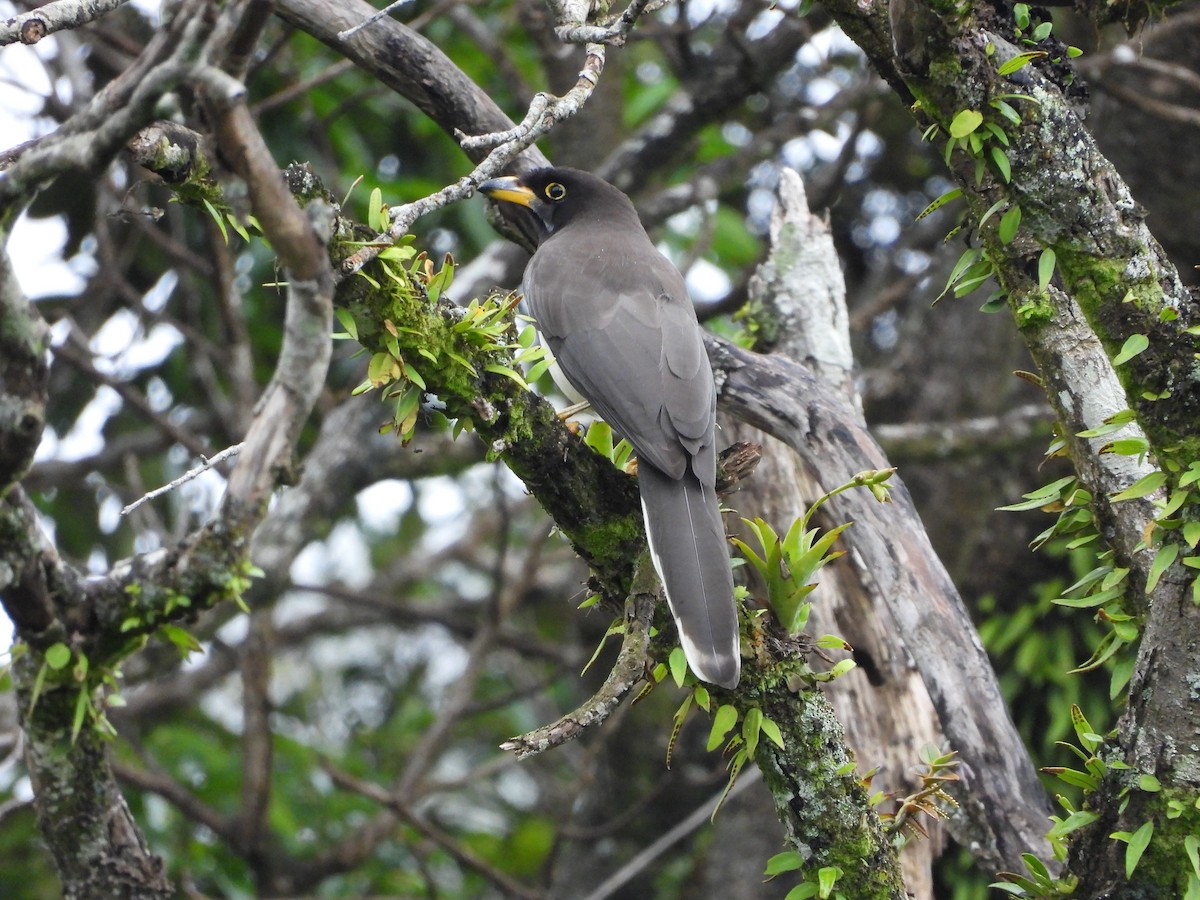 Brown Jay - ML638474598
