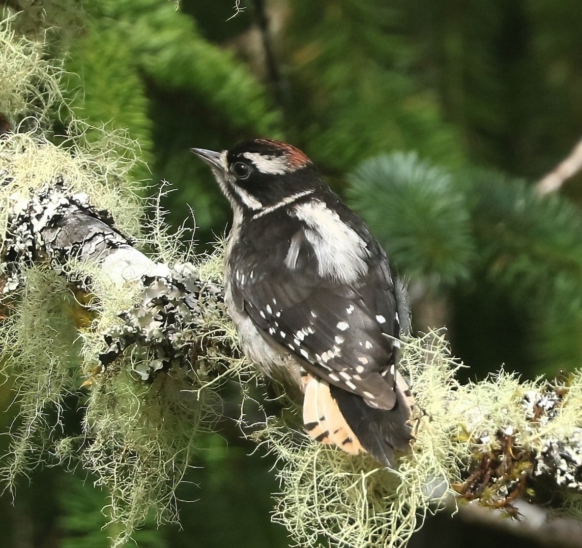 Downy Woodpecker - ML638474601