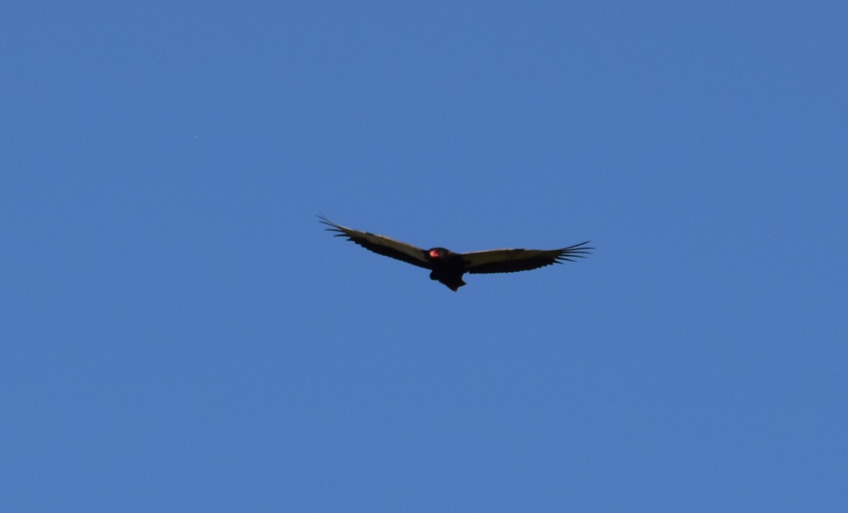 Bateleur - ML638474603
