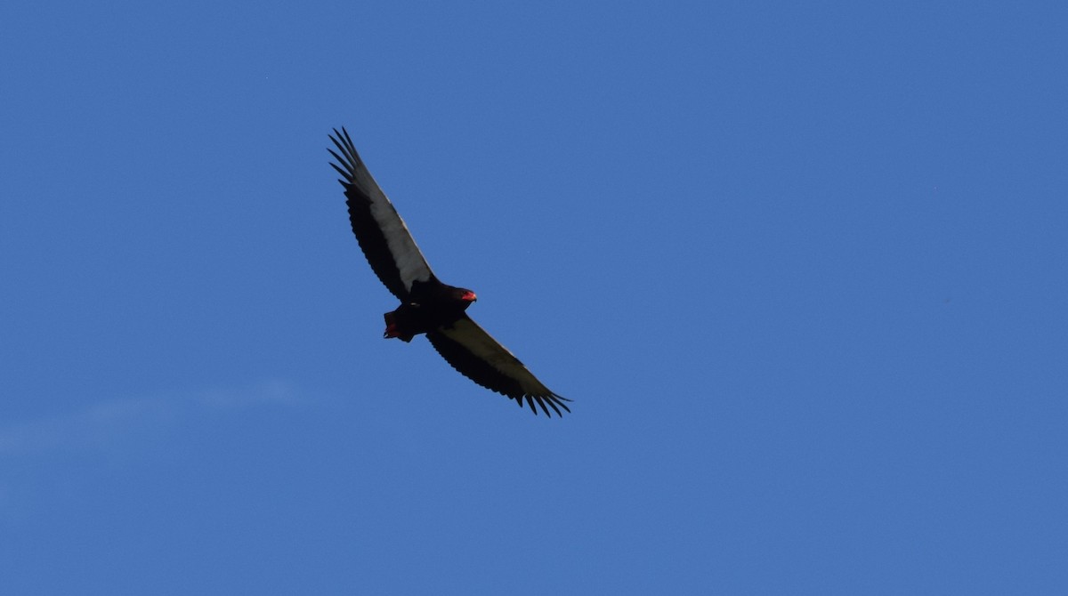 Bateleur - ML638474604