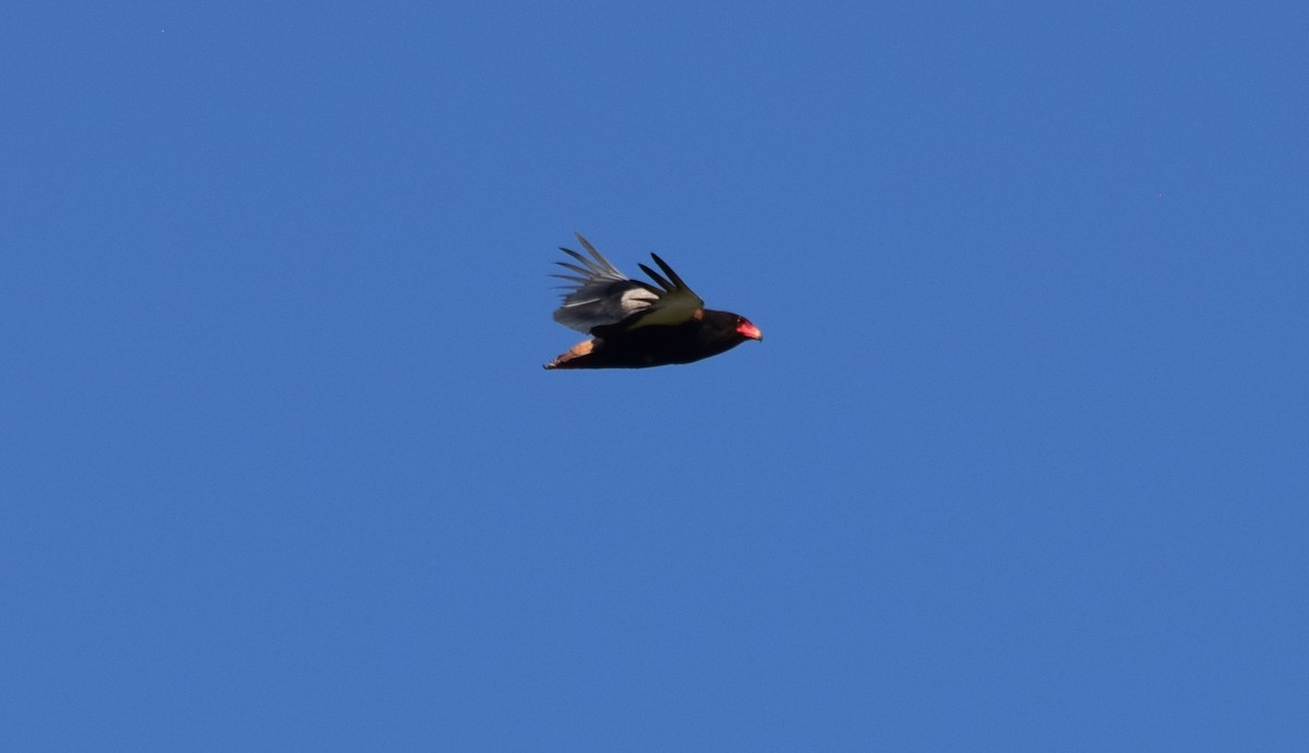 Bateleur - ML638474606
